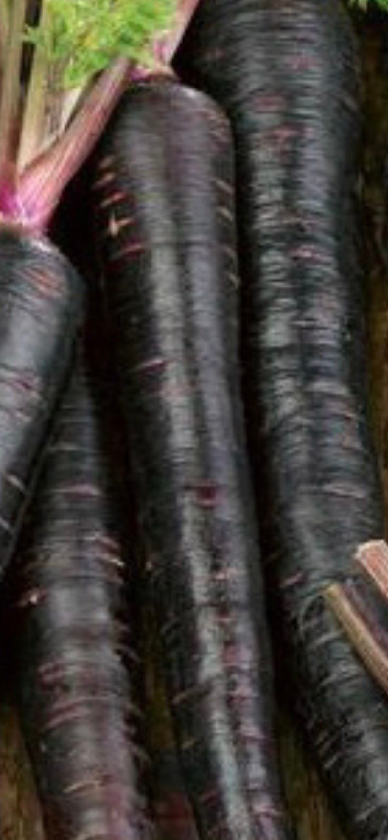 15 Rare Black Nebula Carrot Seeds