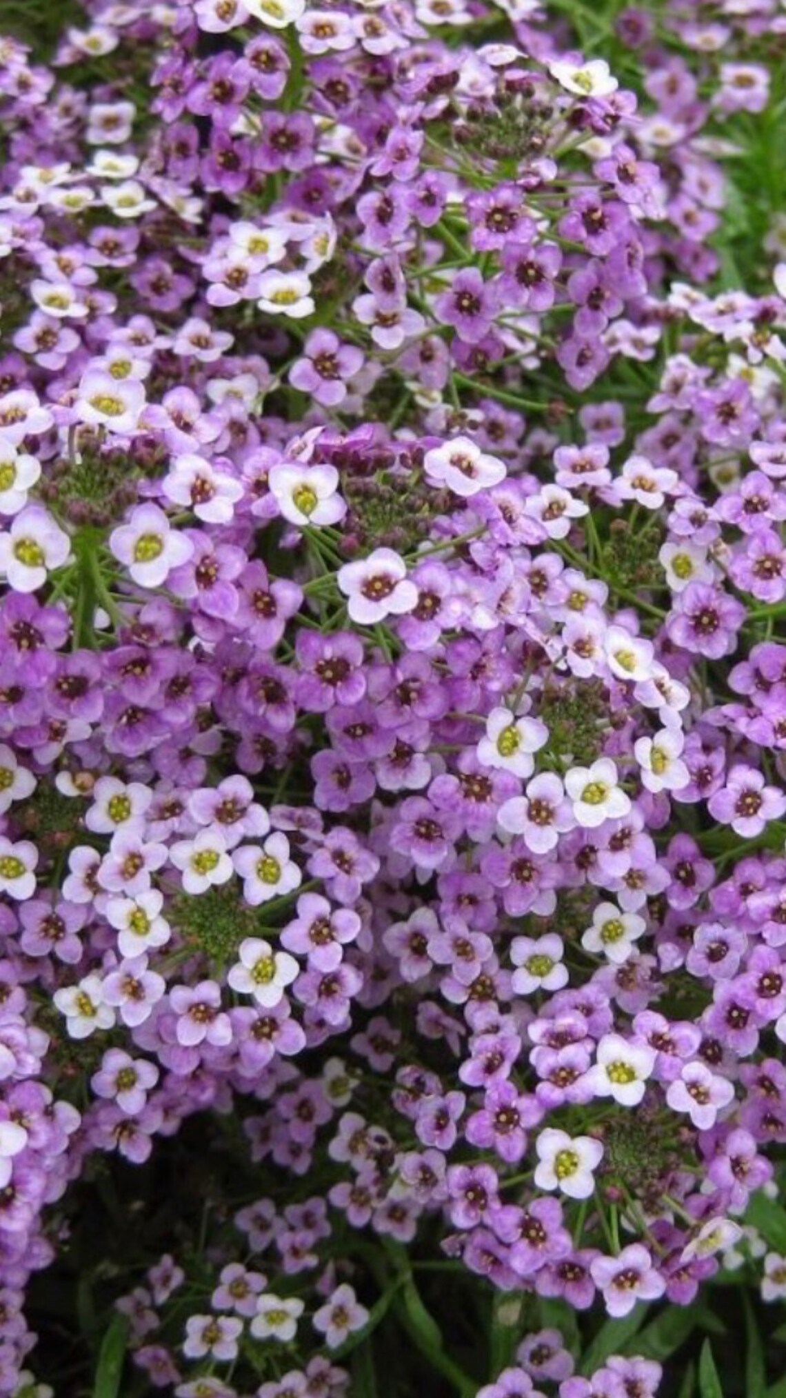 10 Royal Carpet Alyssum Seeds Etsy