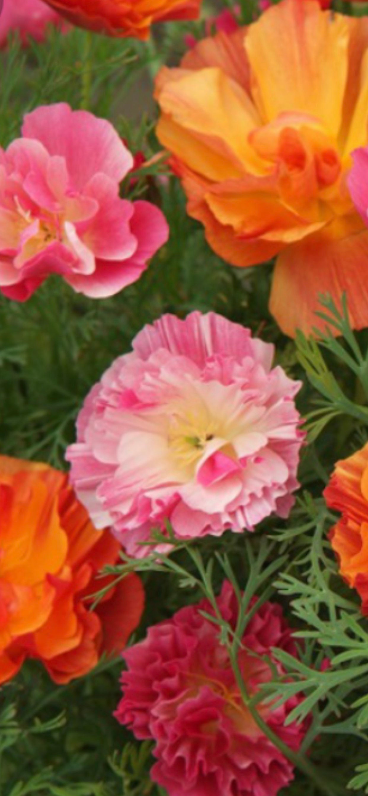 15 Rare Jelly Bean Poppy Seeds Etsy