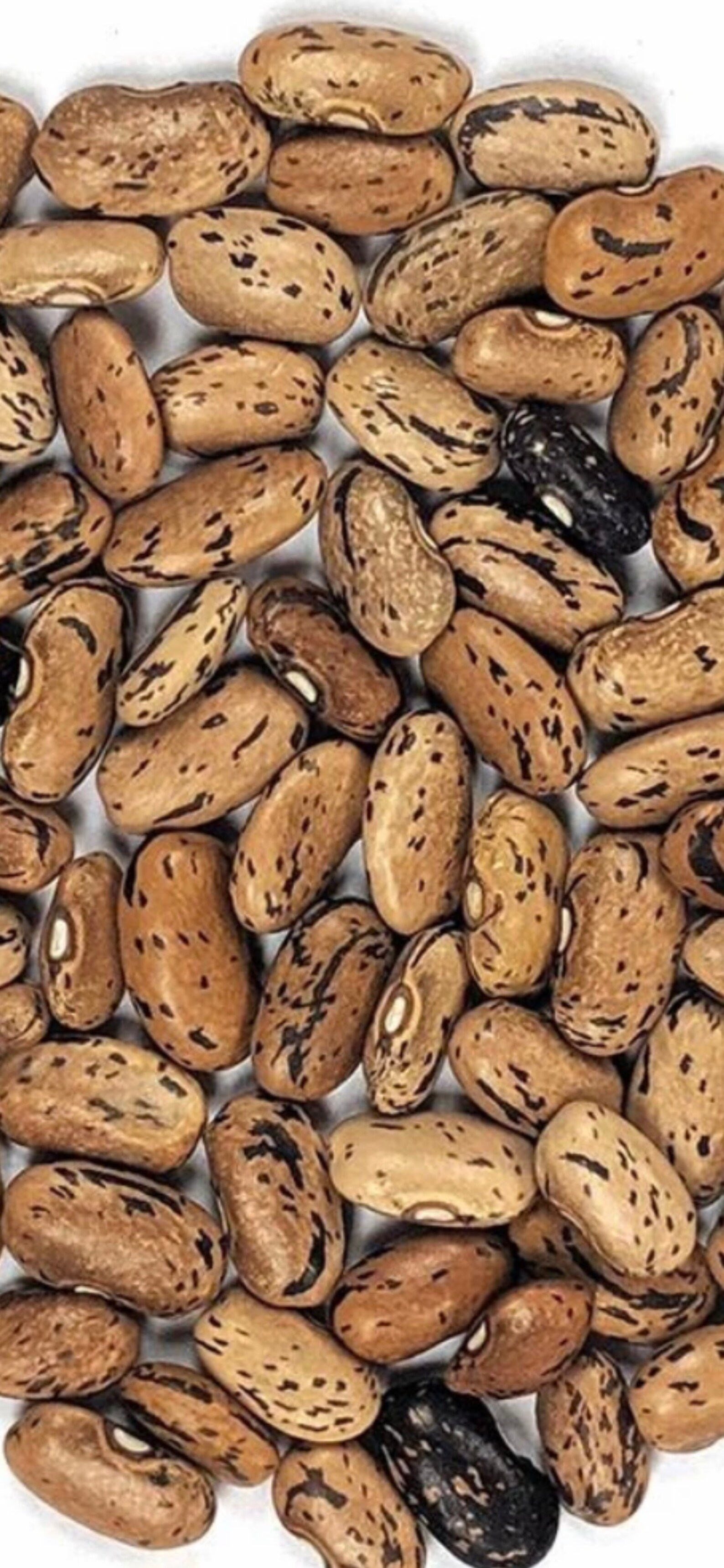 15 Rare Dragon Tongue Bean Seeds Etsy