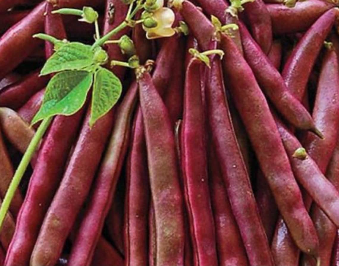 red swan bean red swan bean