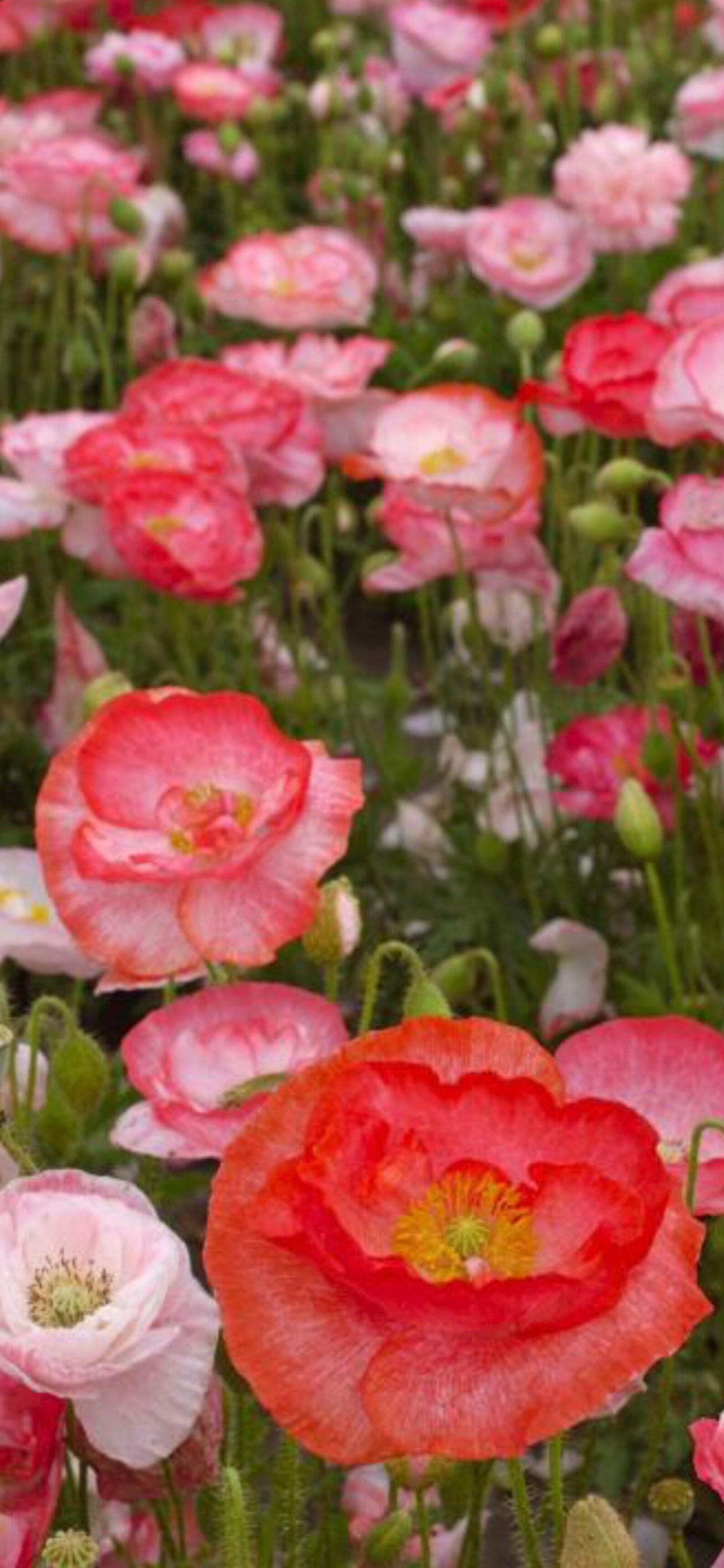 15 Shirley Poppy Falling in Love Seeds Etsy