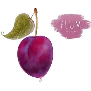 Illustrazione di cibo di arte digitale di prugna frutta Scarica pittura originale PNG PDF dipinto a mano Scrapbooking pacchetto Design Ideas Clipart