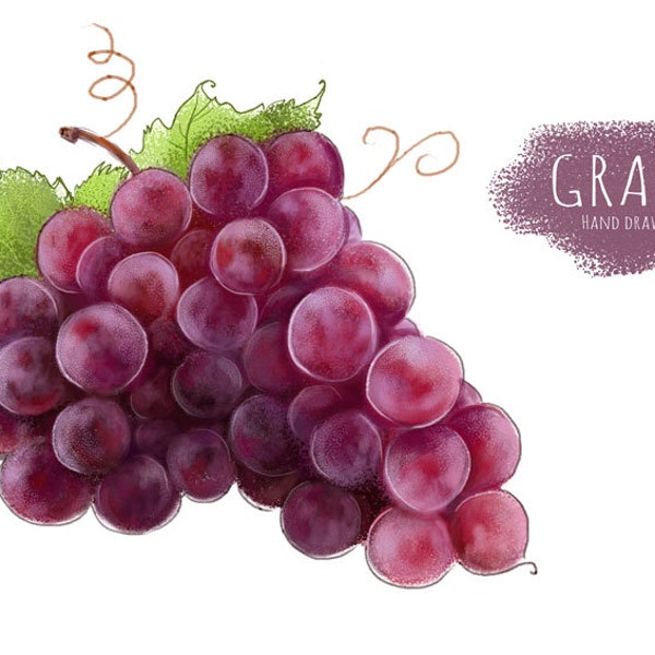 Grape Digital Painting Printable Art Food Illustration Instant Download PNG PDF Hand Painted Grape Package Design Ideas Fruits Clipart