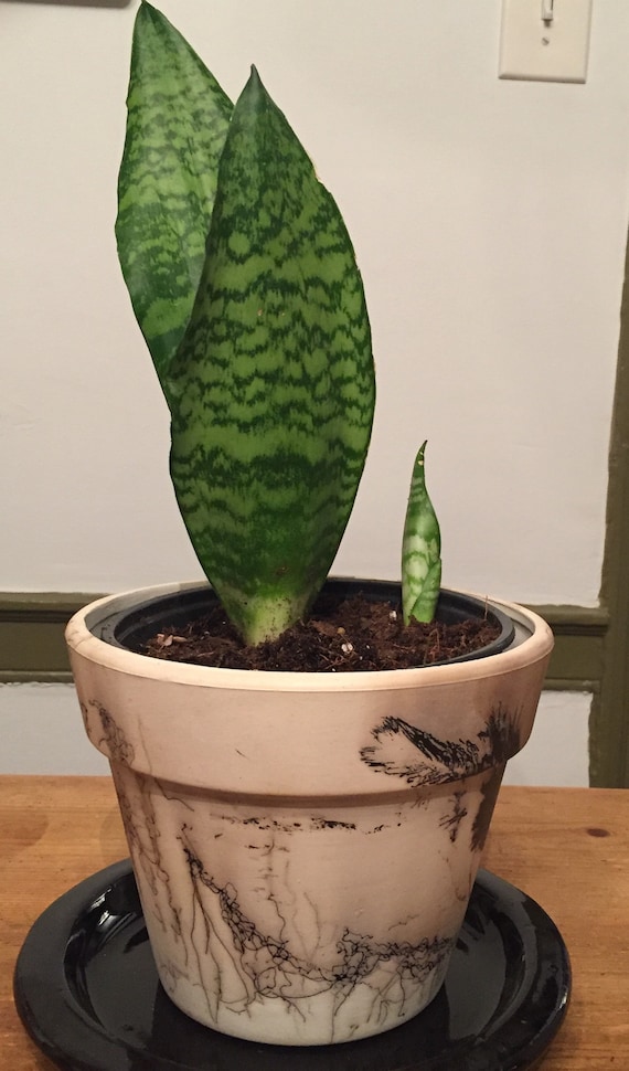 Custom Horse Hair Planters! 4” and 6” available