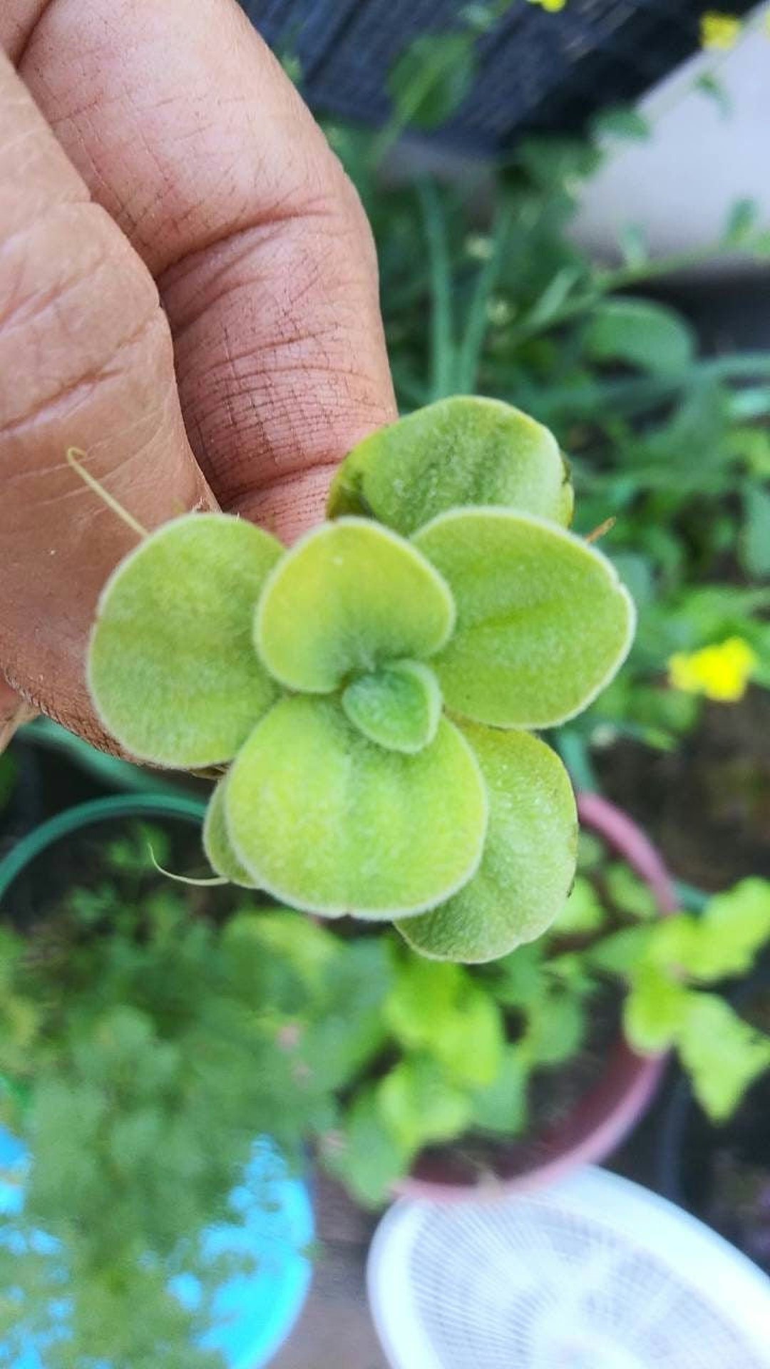 Water Lettuce 25 Babies Small Heads,
