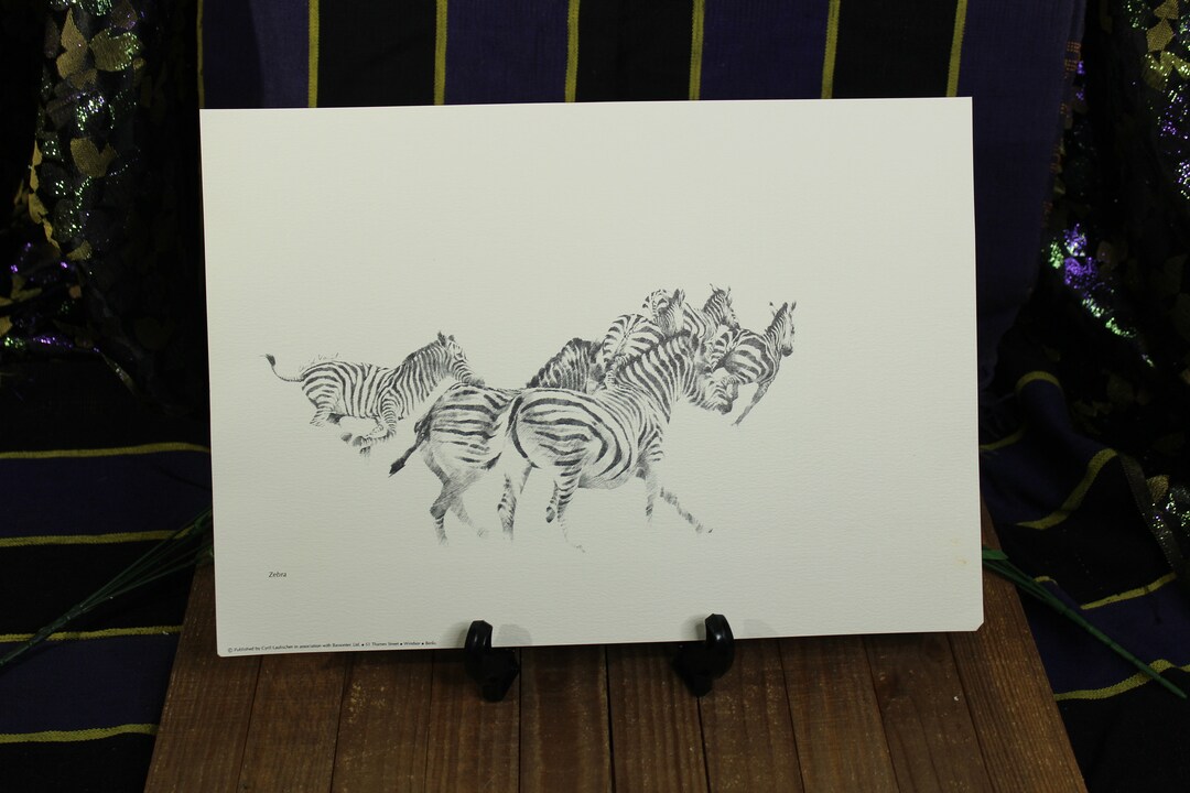 African Zebra Herd Print Picture on Cardstock White Black 17in X 13in