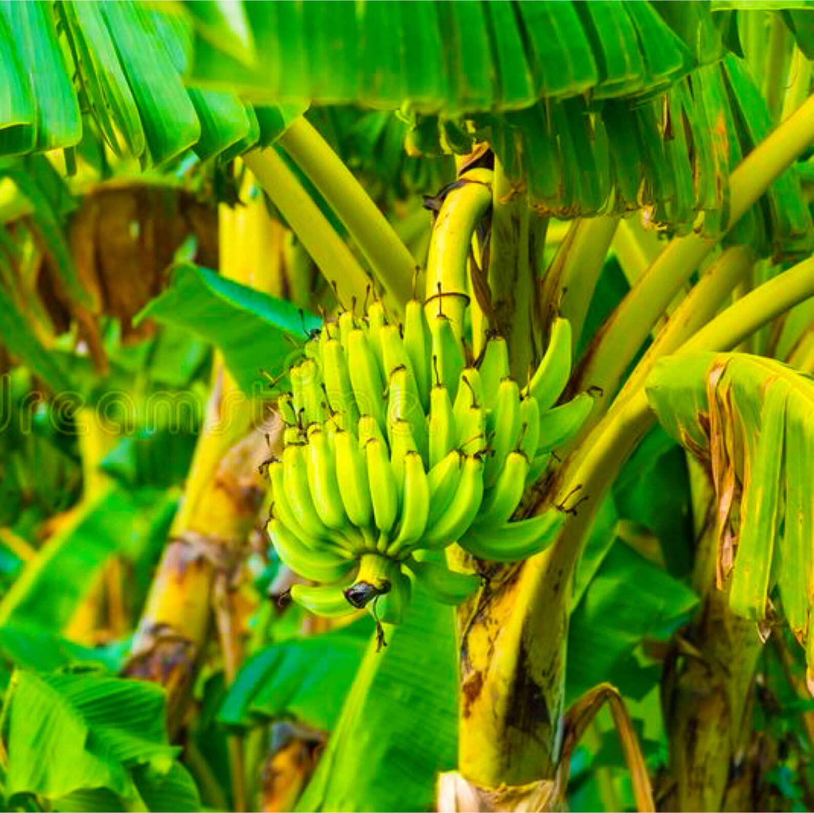 Giant Cavendish Banana Plants Etsy