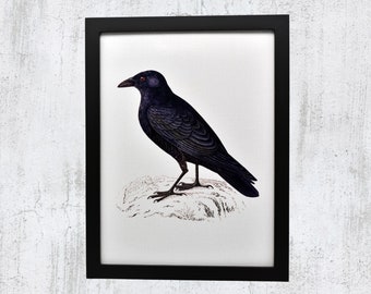 Vintage Crow Canvas Art Print: Framed Bird Wall Decor