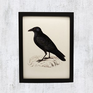 Crow Framed Vintage Canvas Art Print, Crow Canvas Print, Crow Wall Decor, Wall Decor, Wall Art, Housewarming, Wednesday Addams Art image 1