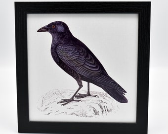 Vintage Crow Framed Canvas Print: Gothic Wall Art (9x9 Size)