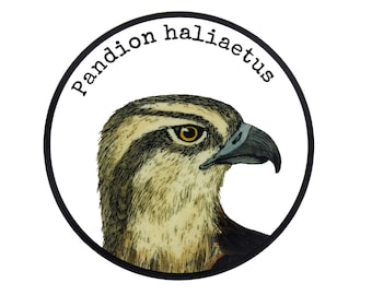 Osprey Sticker: Vintage Bird Art, Waterproof Vinyl (4x4)