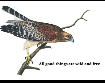 Red-Shouldered Hawk Metal Sign: Vintage Art, Thoreau Quote