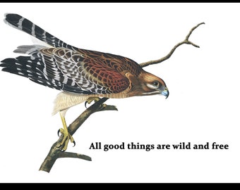 Red-shouldered Hawk Metal Sign, All Good Things are Wild and Free, Metal Poster, Housewarming, Room Decor, Friendsgiving, Holiday Gift