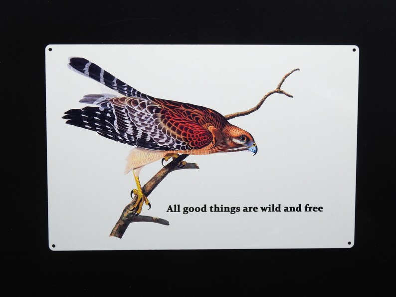 Red-shouldered Hawk Metal Sign All Good Things are Wild and image 1