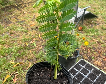 Tamarind Tree (Sour) 3-4 Ft