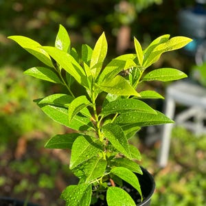 Sapodilla (Naseberry) Chicozapote