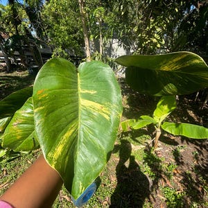 Esquejes gigantes de Pothos dorado con nudos sin raíces. Lea la descripción.