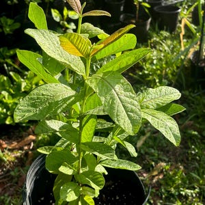 Pink Guava Tree