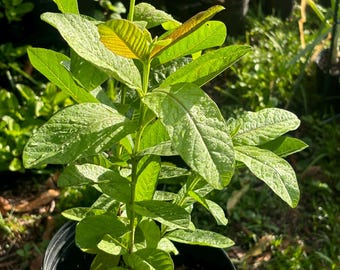 Pink Guava Tree