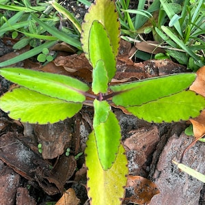2 Leaf of Life Plants (Cathedral Bells)