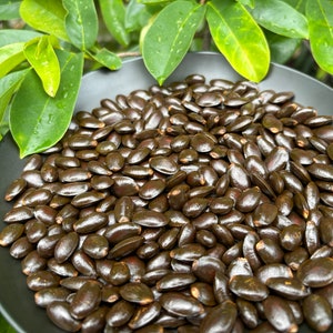 Soursop Seeds Annona Muricata Seeds (graviola Fruit Harvesting) - Etsy