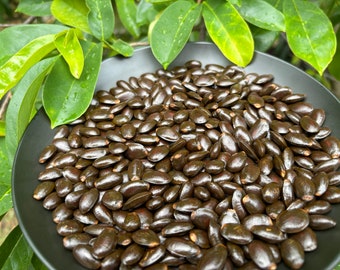 Soursop Seeds Annona Muricata seeds (Graviola Fruit Harvesting)