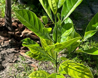 Jackfruit Trees