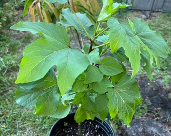 Red Roselle/Sorrel Plant 1.5-2Ft
