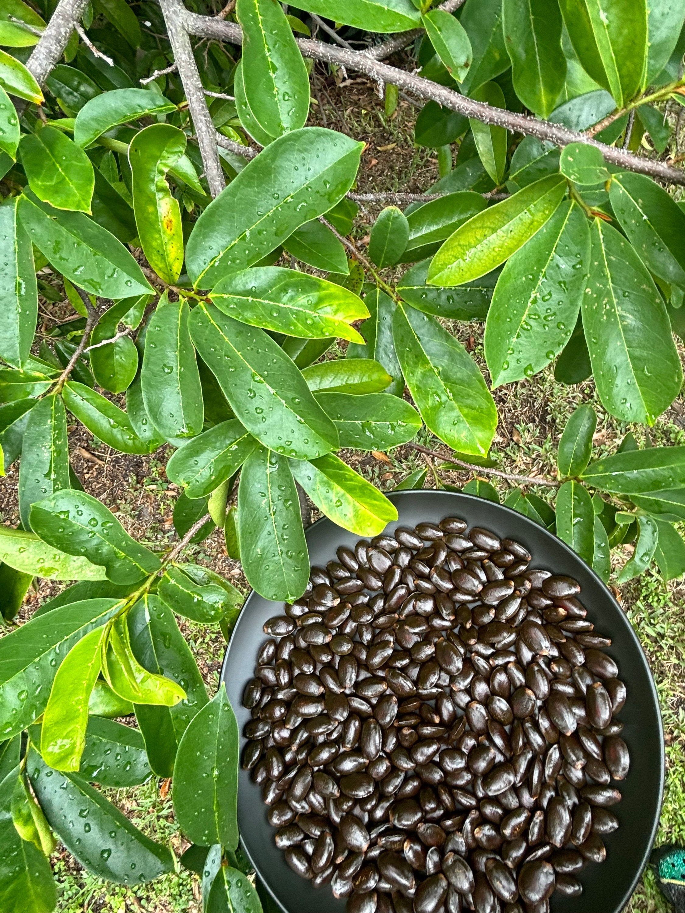 Soursop Seeds Annona Muricata Seeds (graviola Fruit