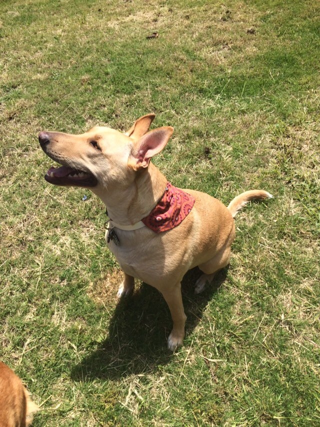 Pfeile Hund Bandana / über dem Kragen / Azteken Hund Bandana / Etsy