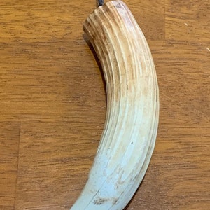 African Hippo tooth ornament
