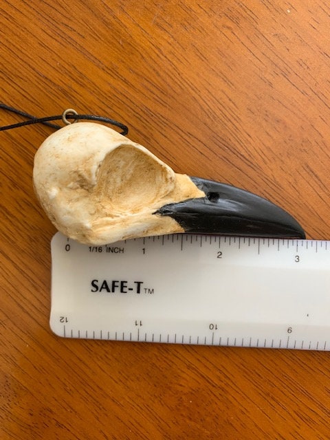 African Raven, Common Raven, Common Crow Skull - Etsy
