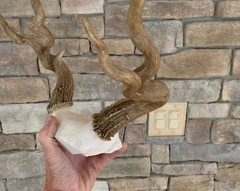 Deer antlers Non-typical