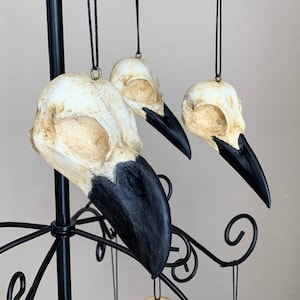African Raven, Common Raven, Common Crow Skull