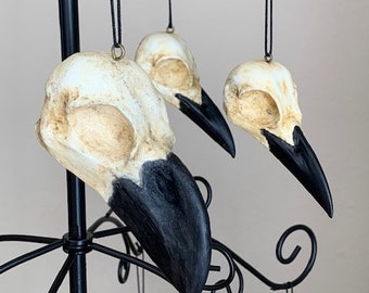 African Raven, Common Raven, Common Crow Skull
