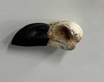 African White Neck Raven Refrigerator Magnet