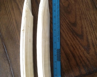 Reproduction Hippo Tusks