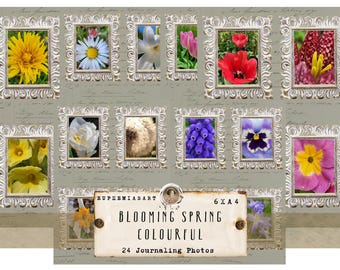 Primavera florescente - colorida - Fotos instantâneas, cartões de diário, itens efêmeros, download digital, DIN A4
