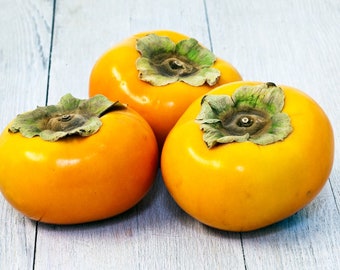 Persimmon Tree Etsy