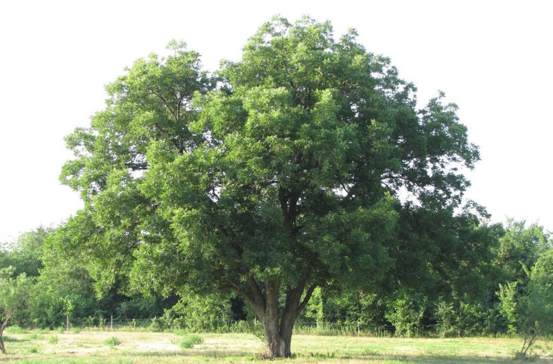 Pecan tree seedling 23 feet tall JUMBO/XL Etsy