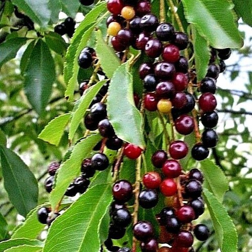 Wild Black Rum Cherry Tree jumbo Size cannot Ship to CA Etsy