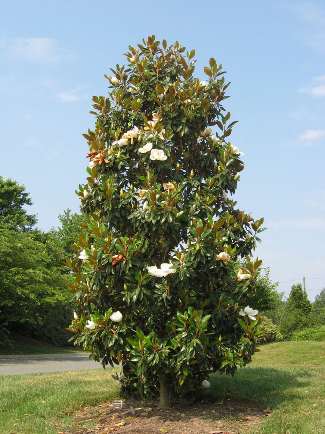 Plántula de árbol de Magnolia del Sur tamaño XL / jumbo - Etsy México