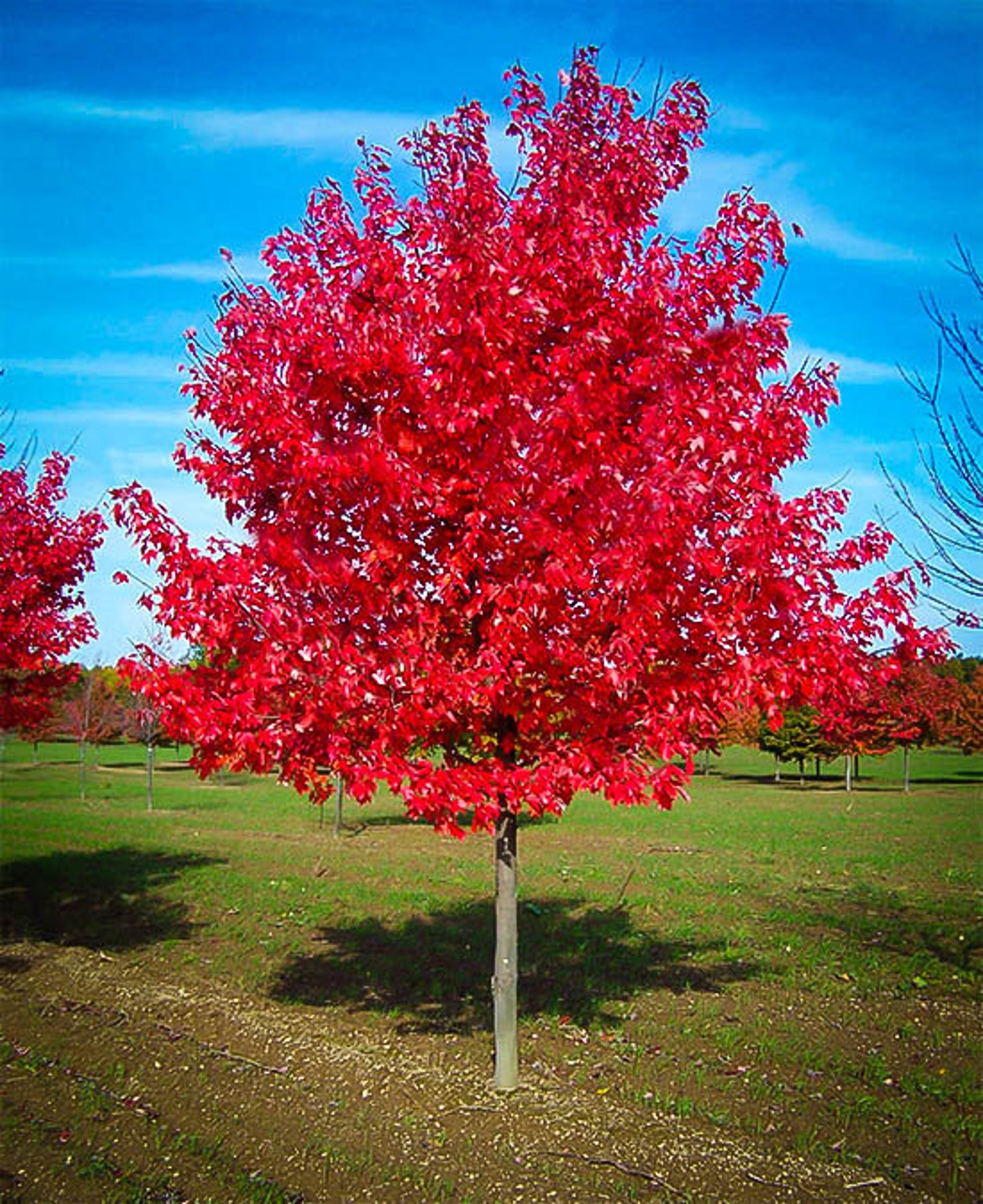 red-maple-tree-seedling-etsy
