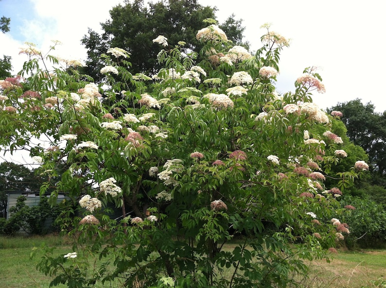 Elderberry plant American Black Elderberry 23 feet tall Etsy