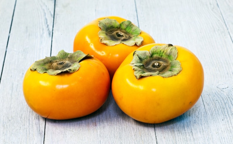 Bare Root FUYU PERSIMMON - 2 Feet tall or more! -
