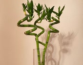 Dracaena Lucky Bamboo Spiral 3 Stalks Live Plant 16 quot
