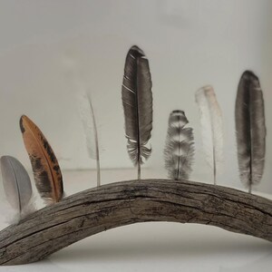 Feather Display Box Natural Feather Displays - Etsy