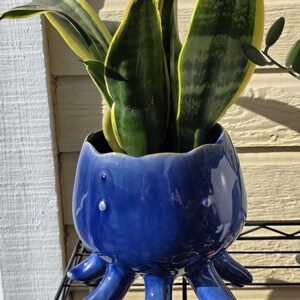 May include: A blue ceramic octopus-shaped planter holding a snake plant. The planter has a glossy finish and features tentacle legs. The snake plant has green and yellow striped leaves. The planter is on a black metal shelf.