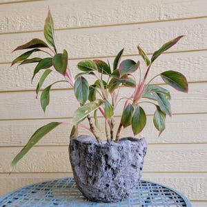 May include: A green and pink houseplant with variegated leaves in a gray, textured, rock-like pot. The pot is sitting on a blue table.